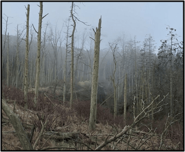 ACID FOREST