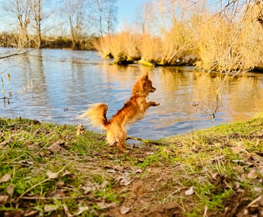 Chihuahua cours éducation canine Roanne - Lien vers .JPG