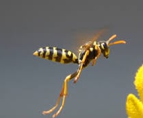 Guêpe poliste