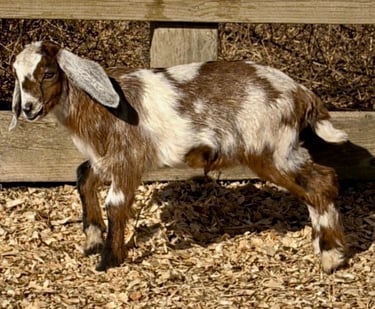 Light brown goat with white ears walking 