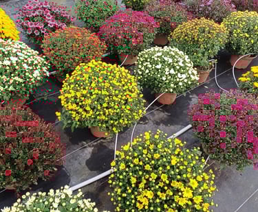 chrysantheme, livraison gratuite tombe 