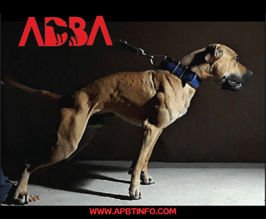 original apbt adba pitbull dog