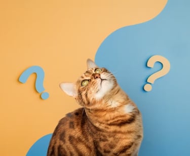 gatto che si pone delle domande su gli attivismi vegani con punti interrogativi espliciti 