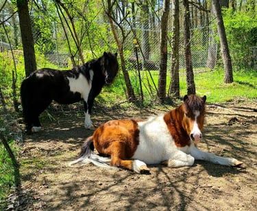 Health Vibes - miniature mini-horses recognized as service animals