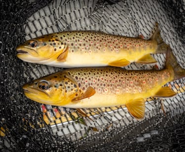 Wild brown trout on the Watauga River