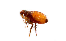 TLC Upstate Lawn & Pest Flea Control