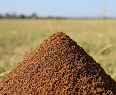 “Close-up macro shot of cow dung powder highlighting fine grain and organic texture”