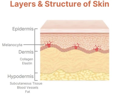 structure and layers of the skin pigmentation hyperpigmentation