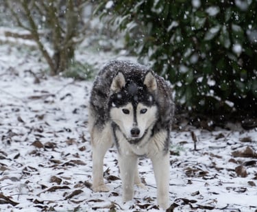 Un Husky sous la neige