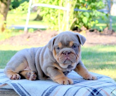 English Bulldog puppies for sale