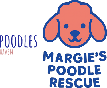 Margie's mini poodle and toy poodle rescue