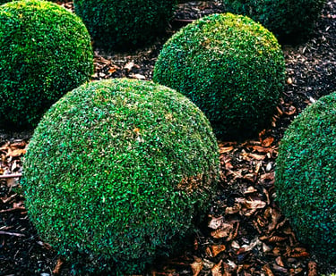 Company that trims bushes