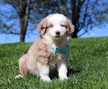 Australian Shepherd Puppies for Sale