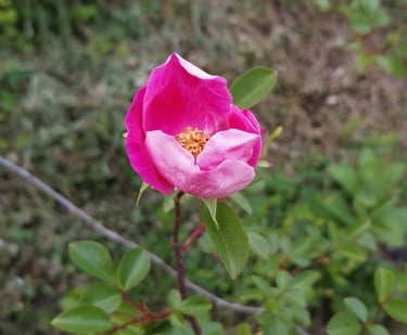 fiore che sboccia come il cuore che nella consulenza si apre all'ascolto