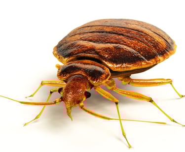 Close-up of bedbug, pest identification guide in Dorval