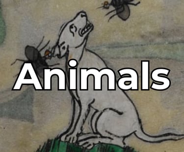 Animals