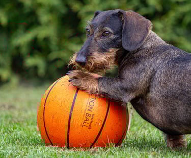 Loena, een ruwhaar teckel