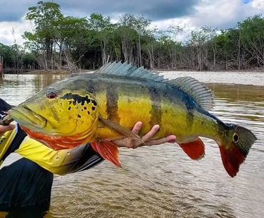 peixe-tucunaré-amarelo-com-pintas -pretas-imagem-tipo-webp.