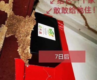 Active termite mud tubes covering a Bio Termite baiting station just 7 days after installation