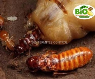 Macro view of a physogastric subterranean termite queen being tended by workers and soldier.