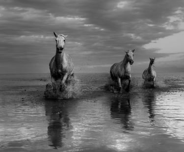 horse movement fine art photography Laura Mommicchi