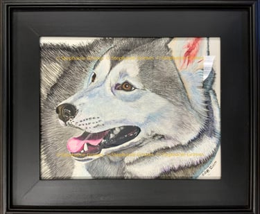 Siberian husky on clapboard. 