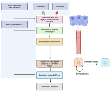 Basic Components of the Endocrine System and their respective roles