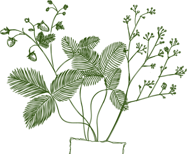 feuillage décoratif