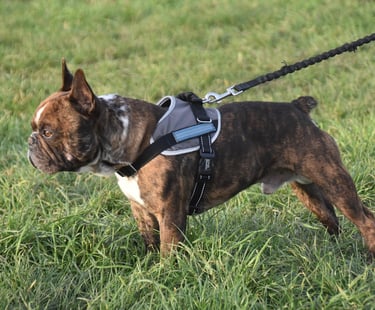 Chien tire en laisse