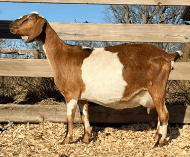 Brown and white spottted goat standing against a fence 