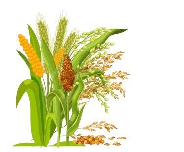 Millets export