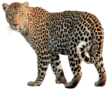 Leopard at Albizia self catering safari tents in Hluhluwe