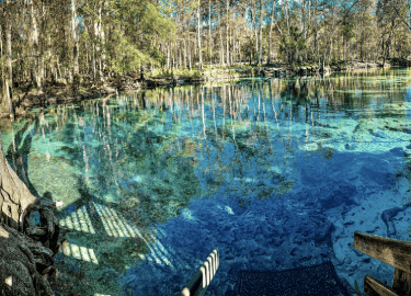 Wooden steps descend into the shallow clear aqua spring waters in Central Florida