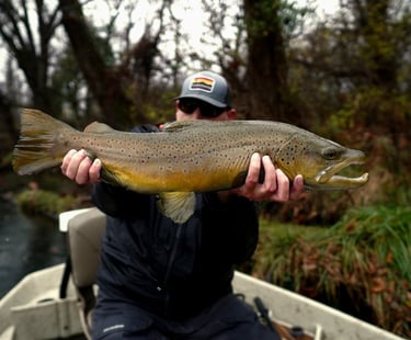 Watauga River Brown Trout