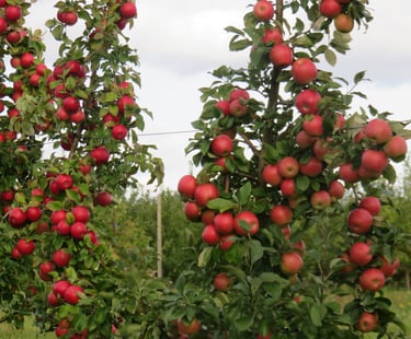 Aianõunik.com Tüvekeskne lõikusstiil, õunapuude lõikus teenus,