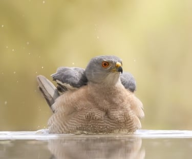 Shikra roofvogel badend in het water