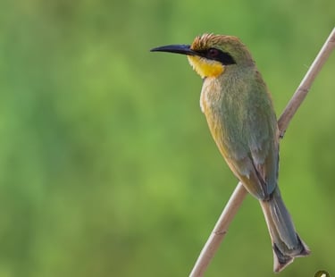 Kleine bijeneter op een dunne tak in Gambia