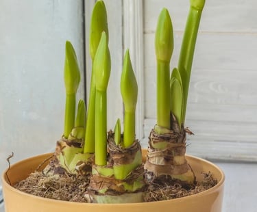 amaryllis bulbs
