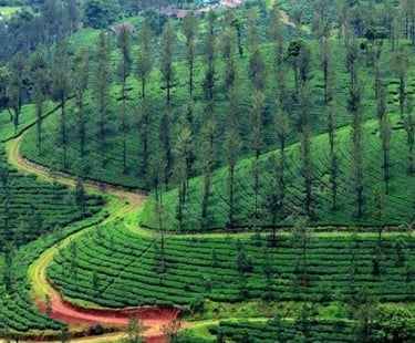 Lush green Tea Gardens