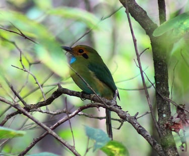 Elegant tropical blue-throated motmot with blue throat resting on a forest branch in Chiapas