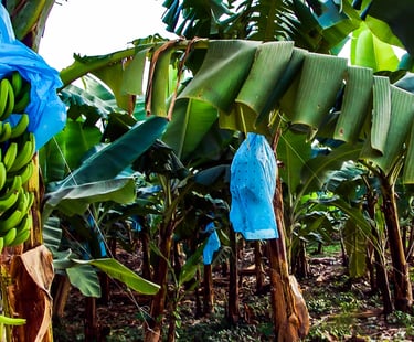 GMM Fruits Indian Bananas Export Fruit Care