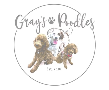 Gray's Poodles poodle breeder