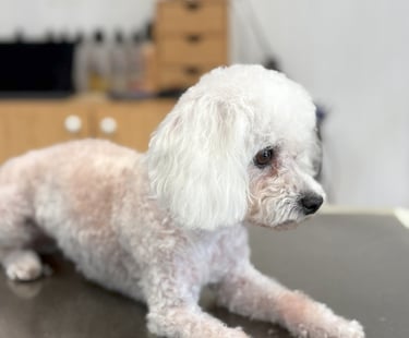 tonte bichon frisé