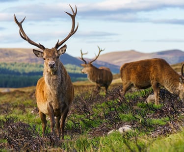 a herd of deers grazing in the grass