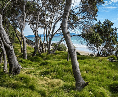 picture of Coastal vegetation at Byron Bay, 2016