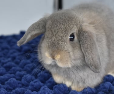 Hot Cross Buns' opal Holland Lop baby