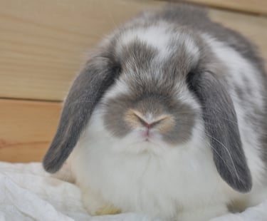 Hot Cross Buns' Mosey - now named Basil 