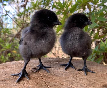 ayam cemani chicks for sale
