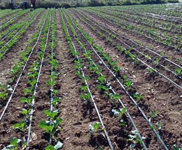 Landscape Irrigation Services in Visakhapatnam