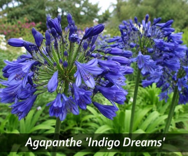 la fleur Agapanthe 'Indigo Dreams'